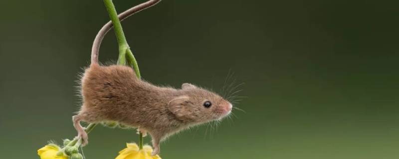 仕女班头打一最佳生肖