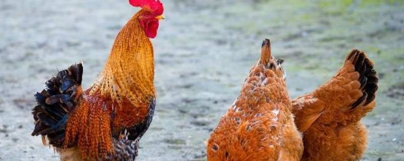 铜锣打一准确生肖