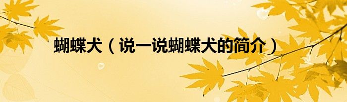 蝴蝶犬(说一说蝴蝶犬的简介)