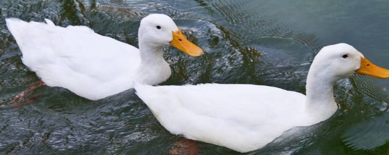 鸭子为什么只吃杂草不吃水稻