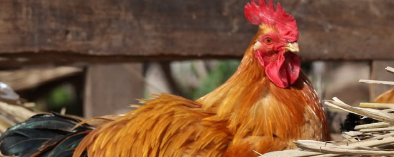 一日之长打一生肖