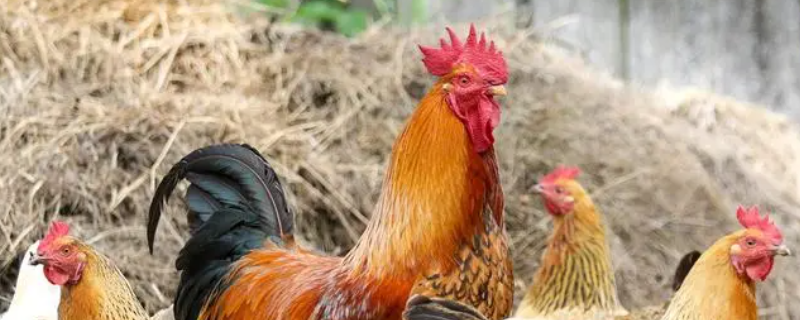 十全大补汤打一个生肖