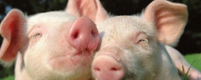 做菜油打一生肖